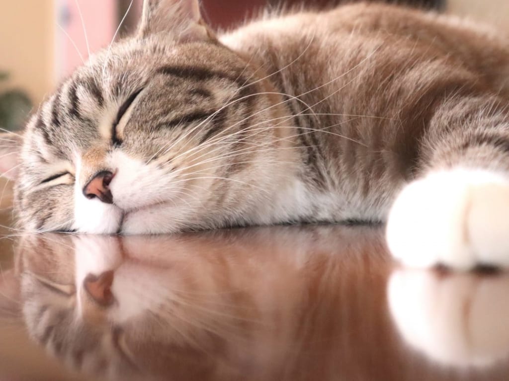 奈良市保護猫譲渡相談会