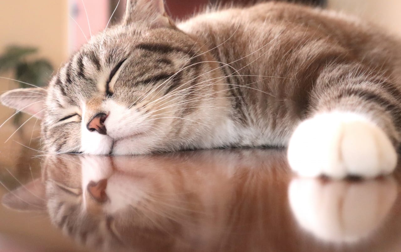 奈良市保護猫譲渡相談会